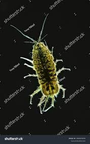 Attēlu rezultāti vaicājumam “Asellus aquaticus”