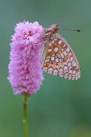 Attēlu rezultāti vaicājumam “Argynnis niobe underside”
