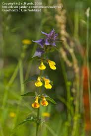 Attēlu rezultāti vaicājumam “Melampyrum nemorosum”