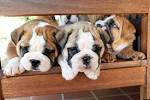 o-NATIONAL-PUPPY-DAY-2013-.