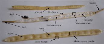 Attēlu rezultāti vaicājumam “Brassica napus fruit”