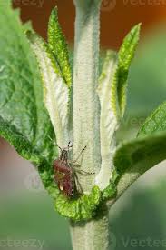 Attēlu rezultāti vaicājumam “Dolycoris baccarum”