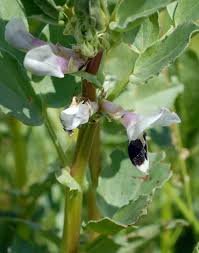 Attēlu rezultāti vaicājumam “Vicia faba flower”