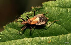 Attēlu rezultāti vaicājumam “Himacerus apterus”