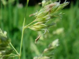 Attēlu rezultāti vaicājumam “Phalaroides arundinacea leaf”