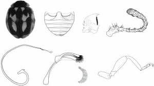 Attēlu rezultāti vaicājumam “Myzia oblongoguttata”