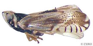 Attēlu rezultāti vaicājumam “Cixiidae”