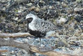 Attēlu rezultāti vaicājumam “Pluvialis squatarola adult”