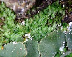 Attēlu rezultāti vaicājumam “Milesina murariae”