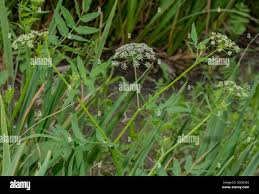 Attēlu rezultāti vaicājumam “Sium latifolium flower”