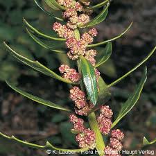 Attēlu rezultāti vaicājumam “Chenopodium rubrum leaf”