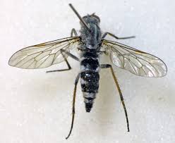 Attēlu rezultāti vaicājumam “Therevidae larva”