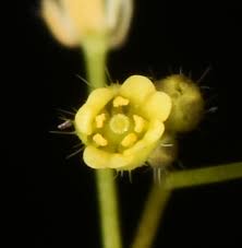 Attēlu rezultāti vaicājumam “Draba nemorosa”