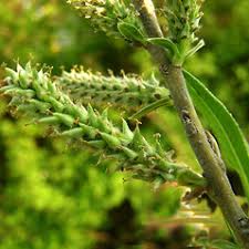 Attēlu rezultāti vaicājumam “Salix x doniana”