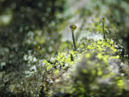 Attēlu rezultāti vaicājumam “Chaenotheca chrysocephala”