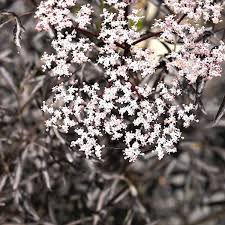 Attēlu rezultāti vaicājumam “Sambucus nigra flower”