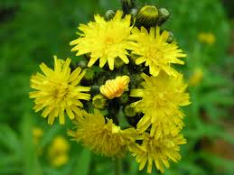 Image result for Hieracium pilosella