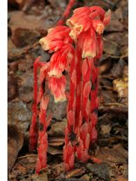 Attēlu rezultāti vaicājumam “Monotropa hypopitys”