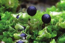 Attēlu rezultāti vaicājumam “Leiocolea rutheana cells”