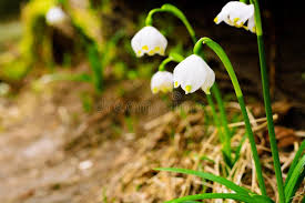 Attēlu rezultāti vaicājumam “Amarillidaceae”