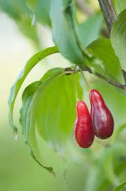 Attēlu rezultāti vaicājumam “Cornus mas fruit”