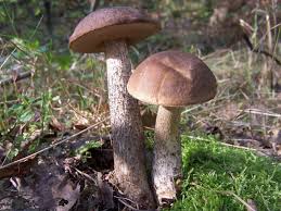 Attēlu rezultāti vaicājumam “Leccinum scabrum”