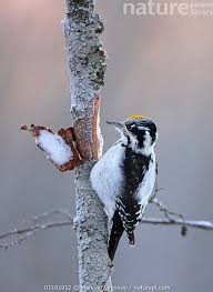 Attēlu rezultāti vaicājumam “Picoides tridactylus”