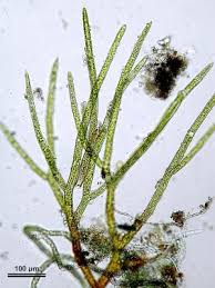 Attēlu rezultāti vaicājumam “Ephemerum serratum”