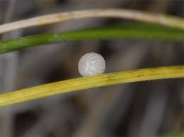 Attēlu rezultāti vaicājumam “Erebia aethiops underside”