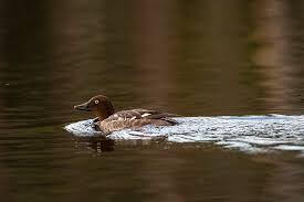 Attēlu rezultāti vaicājumam “Bucephala clangula female”