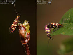 Attēlu rezultāti vaicājumam “Micropterix aureatella”