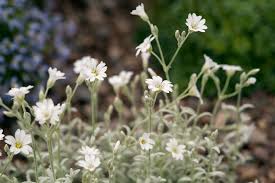Attēlu rezultāti vaicājumam “Cerastium tomentosum flower”