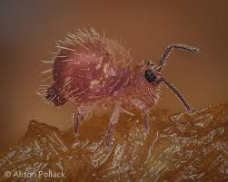 Attēlu rezultāti vaicājumam “Hemitrichia decipiens young”