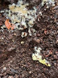 Attēlu rezultāti vaicājumam “Lindbladia tubulina spores”