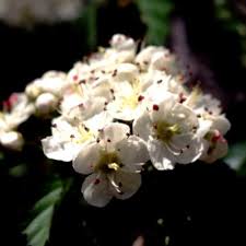 Attēlu rezultāti vaicājumam “Crataegus macracantha flower”