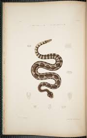 Attēlu rezultāti vaicājumam “Reptilia”