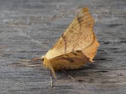 Attēlu rezultāti vaicājumam “Ennomos autumnaria”