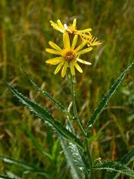 Attēlu rezultāti vaicājumam “Jacobaea paludosa”