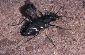 Attēlu rezultāti vaicājumam “Cicindela sylvatica”