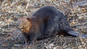 Image result for Beaver Sc