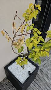 Attēlu rezultāti vaicājumam “Prunus armeniaca leaf”