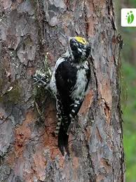 Attēlu rezultāti vaicājumam “Picoides tridactylus adult”