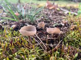 Attēlu rezultāti vaicājumam “Helvella macropus”