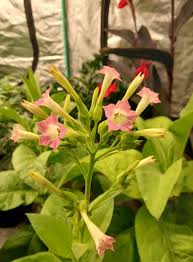Attēlu rezultāti vaicājumam “Nicotiana tabacum flower”