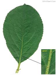 Attēlu rezultāti vaicājumam “Aronia melanocarpa”