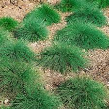 Attēlu rezultāti vaicājumam “Festuca ovina flower”