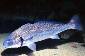 Image result for Umbrina cirrosa