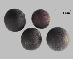 Attēlu rezultāti vaicājumam “Sinapis arvensis”