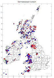 Attēlu rezultāti vaicājumam “Dermatocarpon luridum”