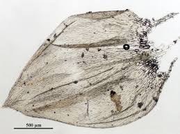 Attēlu rezultāti vaicājumam “Plagiothecium sp.”